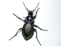 Carabus problematicus